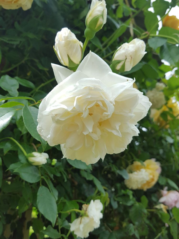 Lamarque Noisette Rose