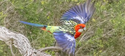 eastern-rosella-maarten-grabandt-2.jpg