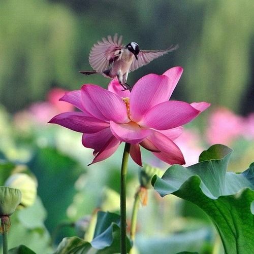 Wishing this was in my garden today
