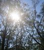 kookaburras again