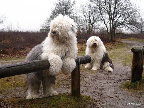 english sheepdog.jpg