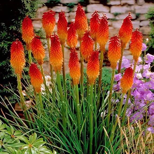Red hot poker - torch lily