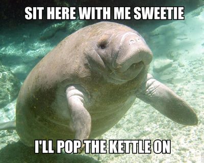 manatee friendship.jpg